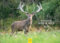 Edition Seidel Premium Kalender Faszination Jagd & Wild 2025 Format DIN A4 Wandkalender Tierkalender Wildtier Waldtier Fuchs Hirsch Wildschwein Ente Wald Revier