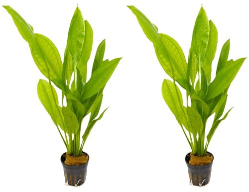 WASSERPFLANZEN WOLFF - 2 Töpfe schöne Große Amazonas-Schwertpflanze/Echinodorus bleheri, Breite Amazonasschwertpflanze Aquarium Klassiker Hintergrund Solitärpflanze