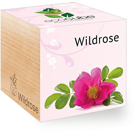 Wildrose im Holzwürfel