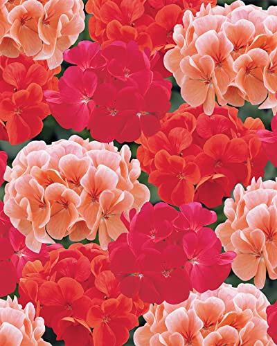 Perfect Plants - Geranium Hot and Spice Mix - 6 Pack Bedding Plants - Garden Ready Plants