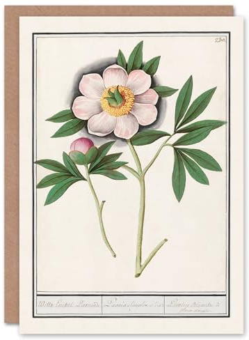 Artery8 Anselmus de Boodt Art Card Blooming Peony Flower Study