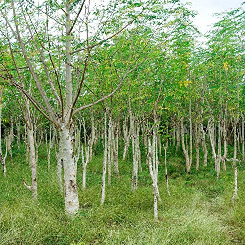 10 Samen Moringa oleifera Samen Baum schnellwüchsig Weiße Blumen Dürre Tolerant Tropical