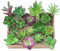 KUUQA 16 Pcs Sukkulenten Künstlich Gemischt Künstliche Blumen Pflanzen Unpotted Decor Stiele Fake Sukkulenten Pflanzen Bulk Sortiert Picks für Home Decor Innen Wand Garten DIY Dekorationen
