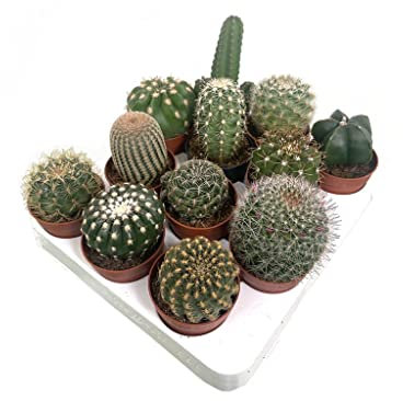 Cactus naturales de colección 12 variedades diferentes 6cm diametro maceta