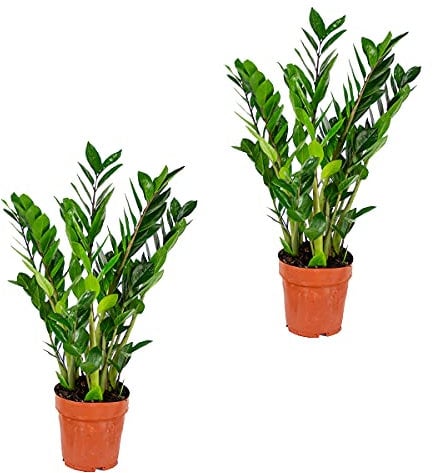 Zamioculcas - Paleta de esmeralda de 2 piezas, planta interior en maceta de vivero, 17 cm de altura, 60 cm de altura