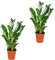 Bloomique | Smaragdpalme für 2 Stück - Zamioculcas - Zimmerpflanze im Scheitel ⌀17 cm - Höhe 60 cm