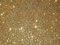 100g Premium-Glitter Zusatz Wandfarbe Deckenfarbe Glitzer (Gold, 008HEX)