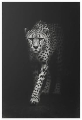 WOPIYNAG Geparden-Portrait-Leinwand-Poster, Wandkunstdruck, Bild, Gemälde, 30 x 45 cm