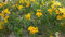 Tagetes lemmonii (de Lemmon Marigold) del enanismo amarillo de 300 semillas