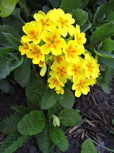 10 x Schlüsselblume Gelb Samen Apothekerprimel