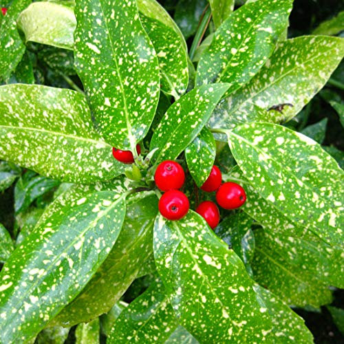 Japanische Aukube 'Variegata' - Aucuba Japonica Variegata - 30-40 cm Topf: Gestreifte Blätter
