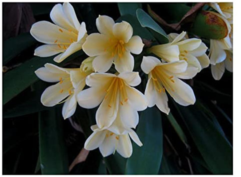 Stk - 1x Clivia miniata Yellow No 1 ex Ernst Linder gelbweiß Samen/Bulbs B1988 - Seeds & Plants Shop by Ipsa