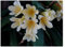Stk - 1x Clivia miniata Yellow No 1 ex Ernst Linder gelbweiß Samen/Bulbs B1988 - Seeds & Plants Shop by Ipsa