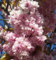 Zierkirsche `Kanzan´, Prunus serrulata, mehrtriebig, ca. 80-100cm, im 5L Topf