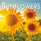 Turner 24998940054 Foto-Wandkalender mit Sonnenblumen, 30,5 x 30,5 cm