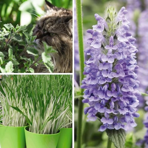 Cat Plant Seed Collection: Catmint, Nepeta Nervosa Blue Moon, Cat Grass 'Tabby Cat' - Grow a Feline-Friendly Garden - Hardy Perennial - Easy to Grow Your Own - 3X Seed Packets by Thompson and Morgan