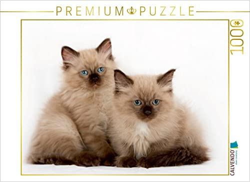 CALVENDO Puzzle EIN Bild aus dem Kalender Erstaunlich Ragdoll Kätzchen | 1000 Teile Lege-Größe 64 x 48 cm Foto-Puzzle für glückliche Stunden