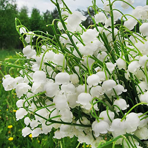 8 StüCk MaiglöCkchen Zwiebeln Winterhart MehrjäHrig - Seltene Pflanzen Blumenzwiebeln Serie - FrüHblüHer Zwiebel Balkon Deko Blumen Ausgefallene Geschenke Topfpflanzen DraußEn