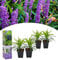 NatureNest, Liliengras, Liriope Muscari, 4 Stücke, 20-38 cm, Zimmerpflanzen, Dekoration
