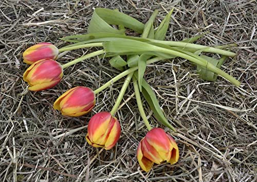 hansepuzzle 27671 - Tulpen Puzzle 260 Teile - Natur Motiv mit hochwertiger Aufbewahrung: Kartonbox und wiederverschließbarem Beutel - Format 41 × 28,7 cm