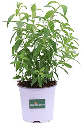 Pianta di Citronella Pianta di Lippia Citriodora pianta da esterno pianta aromatica pianta profumata pianta anti zanzare pianta vera di Citronella venduta da eGarden.store