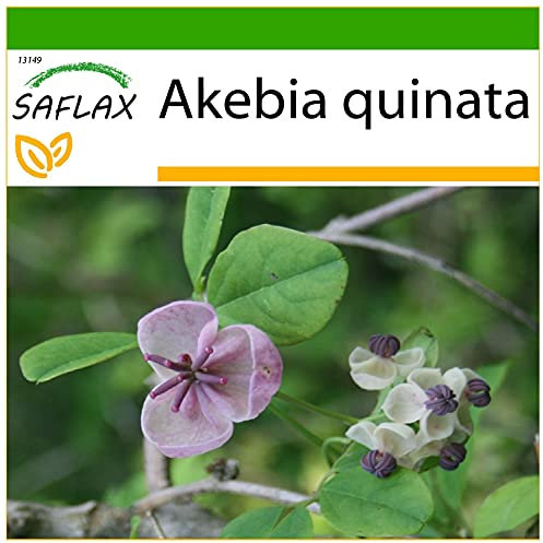 SAFLAX - Chocolate Vine - 10 Seeds - with Soil - Akebia quinata
