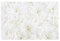 Vliestapete Dahlien Blumenmeer weiß Premium, HxB: 255cm x 384cm