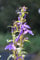 2er-Set - winterhart! - Lobelia sessilifolia - blaue Lobelie - Wasserpflanzen Wolff