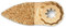 Fein Hartmetall Raspel Fingerform (Aufnahme Starlock Plus, zum Grobschliff von Spachtelmasse/Fliesenkleber/Beton/Stein, für enge + tief liegende Stellen) 63731002210
