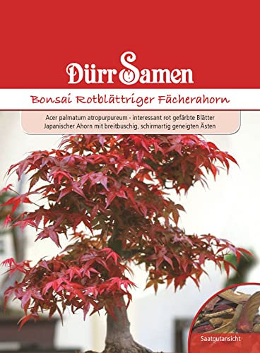 Dürr-Samen - Bonsai-Samen Rotblättriger Fächerahorn Saatgut