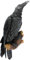 Design Toscano Der Halloween-Rabe Gothic-Dekor Wandskulptur, Polyresin, vollfarbe, 46 cm