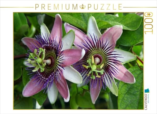 CALVENDO Puzzle Passiflora belotii ´Kaiserin Eugenie` x | 1000 Teile Lege-Größe 64 x 48 cm Foto-Puzzle für glückliche Stunden