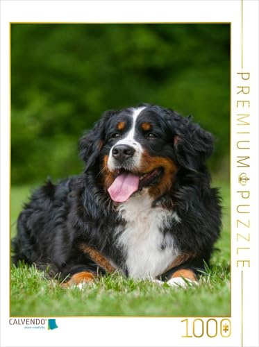 CALVENDO Puzzle EIN Motiv aus dem Kalender Berner Sennenhund 2017 | 1000 Teile Lege-Größe 48 x 64 cm Foto-Puzzle für glückliche Stunden