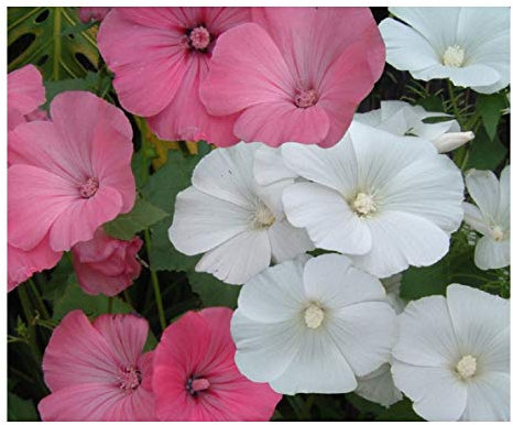 PREMIER SEEDS DIRECT - LAVATERA - Rose Mallow - TRIMESTRIS Mix - 350 Seeds