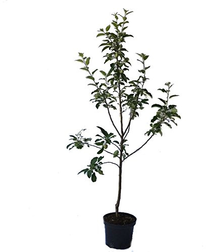 Apfelbaum Rote Sternrenette, Winterapfel, Weihnachtsapfel Buschbaum ca. 110-140 cm 10 Liter Topf M7