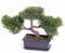 Kunst Bonsai Zeder 23cm hoch mit ca.113 Blätter und bemooster Schale - Künstlicher Bonsaibaum Zeder Bonsaipflanze wie echt