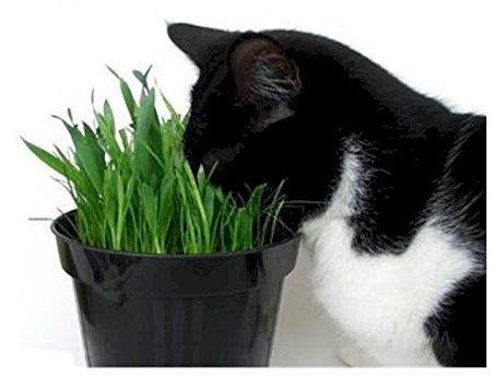 Pet Barley Grass Seed for Cats, Dogs & Small Pets – Grow Your Own | UK, Regeneratively Farmed Seed (10kg in a 25L Bucket)