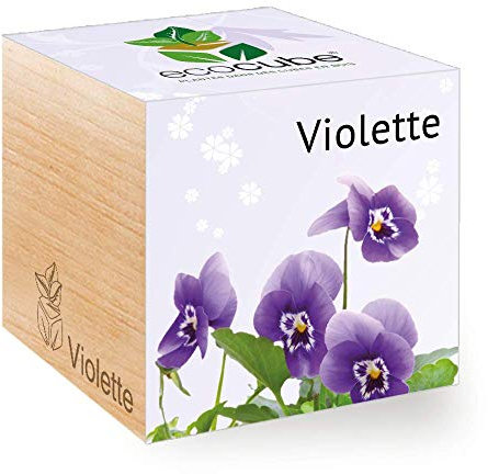 Veilchen im Holzwürfel