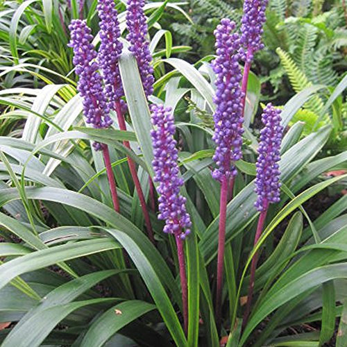 1 X LIRIOPE MUSCARI 'MONEYMAKER' Big Blue LILYTURF Evergreen Shrub Plant in Pot