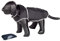 Nobby Regenmantel RAINY schwarz 44 cm