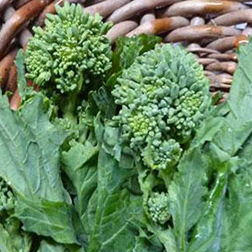 Sustainable Seed Co Spring Raab Rapini Broccoli Seeds 1 OZ ~9,000 Seeds