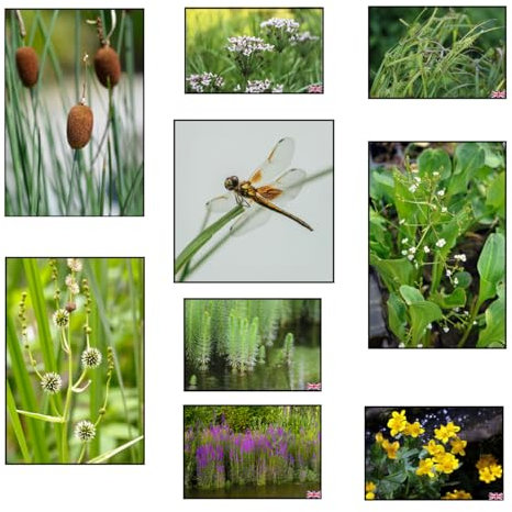 Lincolnshire Pond Plants Ltd Dragonflies & Damselflies Marginal 8 Packs (Bareroot)