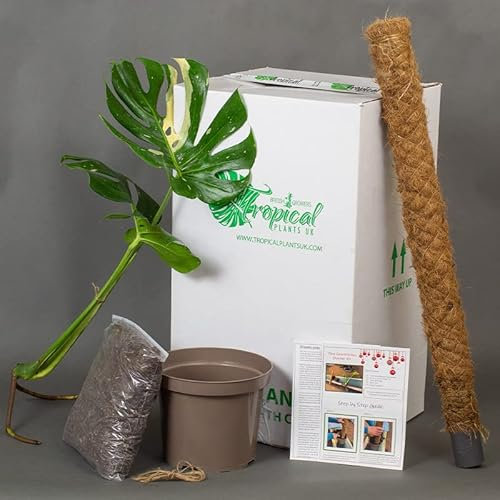Monstera Thai Constellation Top Cutting | Starter Kit