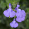 Salvia 'Violin Music'- *New* Salvia That is Ready to Plant Out- Comes Back Every Year (Hardy) - Flowers from Summer to Autumn- Loved by Bees (Middleton Nurseries) (P9(9cm Pot))