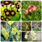 350 pcs Schlüsselblumen Samen, gartenpflanzen, stauden winterhart Primula veris, Schlüsselblume, balkonpflanzen, alte sorten saatgut blumensamen geschenk, pflanze deko wohnzimmer blumen