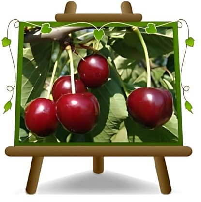 Cerisier doux Durone della Marca Plante Fruitière Âge 4 ans | Pot 24-26 cm Hauteur maximale 180 cm