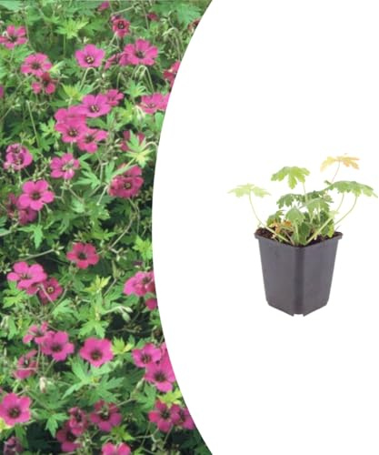 Geranium macr. 'Bevan's Variety' | 6 Stück - 10-25cm - Ø9cm - Gartenpflanze