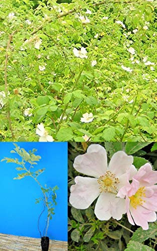 Rosa Canina Plant Alveolus 1 Pink Rose Bush Wild Dog Roses : Seeds Only