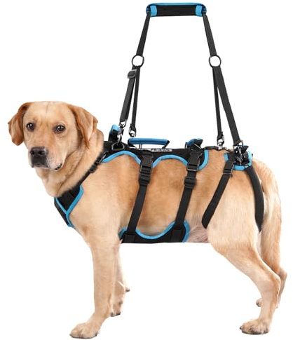 Lafoty Imbracatura per Sollevamento per Cani Maschi Grandi – Imbracatura 2 in 1 per Sollevamento, Supporto per Zampe Posteriori e Assistenza alla Mobilità per Cani Anziani (Nero, Grande)