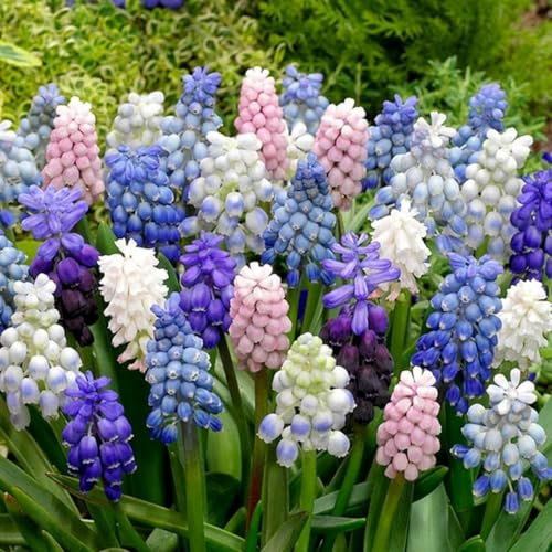 Bulbos de jacinto de uva-Plantas de jacinto-Un bulbo con múltiples flores-Rica fragancia-Fácil de plantar en el paisaje del jardín.-6 Bulbos-B
